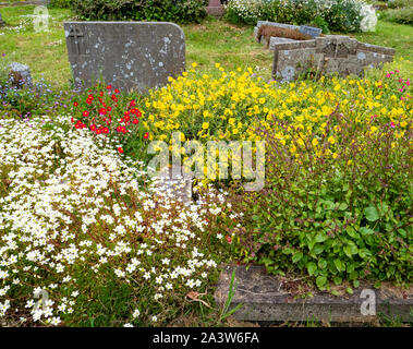 Blume Friedhof gepflanzt Bestäuber wie Bienen und Schmetterlinge in St. Michael Pfarrkirche Dundry Dorf in der Nähe von Bristol in Somerset UK zu gewinnen Stockfoto