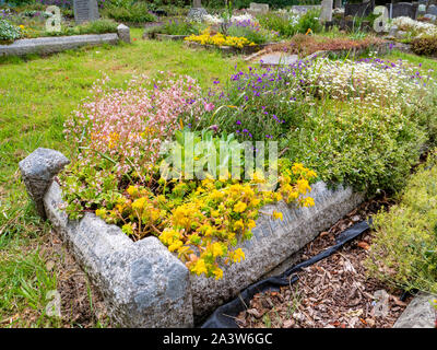 Blume Friedhof gepflanzt Bestäuber wie Bienen und Schmetterlinge in St. Michael Pfarrkirche Dundry Dorf in der Nähe von Bristol in Somerset UK zu gewinnen Stockfoto