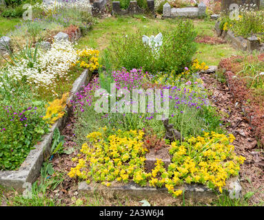 Blume Friedhof gepflanzt Bestäuber wie Bienen und Schmetterlinge in St. Michael Pfarrkirche Dundry Dorf in der Nähe von Bristol in Somerset UK zu gewinnen Stockfoto