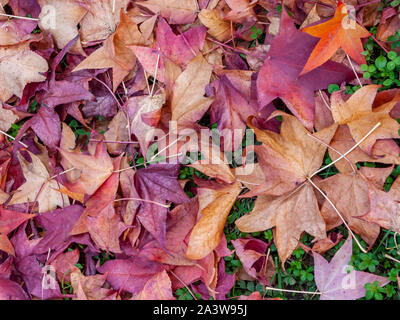 Detail der Blätter auf Gras von Kastanien im Herbst, die Texturen mit warmen Farben alle über den Hintergrund erstellen gefallen. Stockfoto
