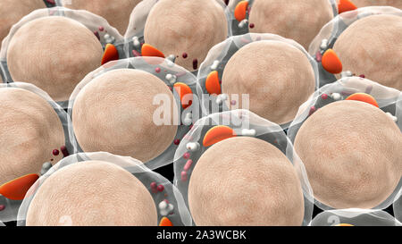 Bereich der Fettzellen, hochwertige 3D-Render von Fettzellen, Cholesterin in den Zellen, Zellen, Wirkmechanismus von Insulin, Humaninsulin, struct Stockfoto
