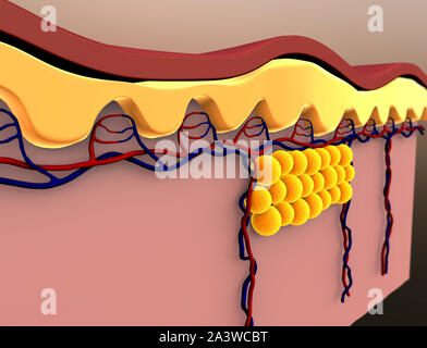 Fettzellen, subkutanes Fett, Illustration des menschlichen Leder Anatom Stockfoto