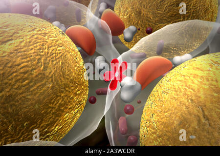 Bereich der Fettzellen, hochwertige 3D-Render von Fettzellen, Cholesterin in den Zellen, Zellen, Wirkmechanismus von Insulin, Humaninsulin, struct Stockfoto