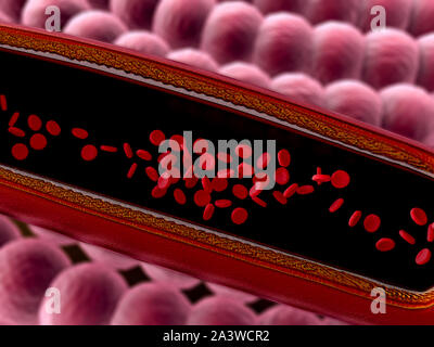 Arterie mit einem abgetrennten Bereichs, hochwertige Rendering mit original Texturen und Global Illumination gezeigt, Stockfoto