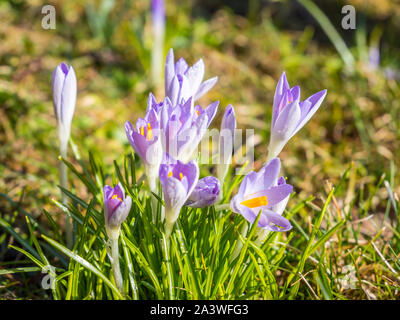 Krokusse im Frühling Stockfoto