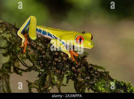 Red-Eyed Tree Frog: Agalychnis callidryas. Costa Rica. Gesteuert. Stockfoto