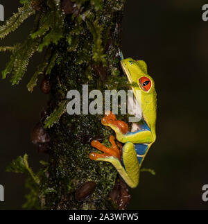 Red Eyed Tree Frog. Costa Rica Stockfoto