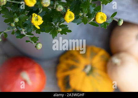 Arrangement von bunten Kürbissen mit gelben Chrysantemumblumen. Weitwinkelansicht. Unscharfer Hintergrund. Stockfoto