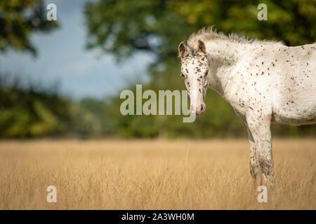 Knabstrupper Appaloosa Pony Fohlen im Gras Weide entdeckt Stockfoto