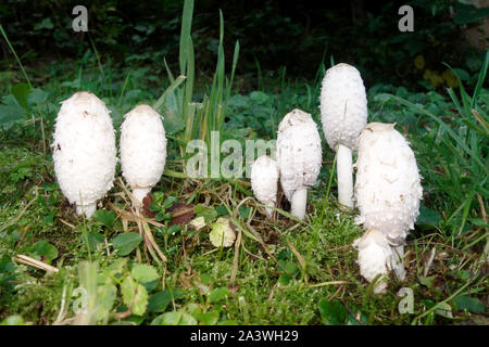 E dible Pilz Coprinus comatus, Localy"Scale-up der shaggy ink Gap; der Anwalt Perücke; oder shaggy Mane. Stockfoto