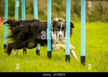 Border Collie Abschluss Agility weben Pole Stockfoto