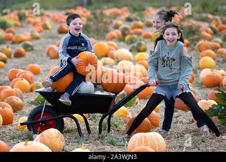 (Nach rechts) Torin Dillon, 3 Jahre alt, von Dunfermline, mit seinen Schwestern Alba, im Alter zwischen 6 und Sofia, im Alter von 7, Teil in Kürbis Ernte an Craigie Farm in South Queensferry, Edinburgh, vor Halloween. Stockfoto