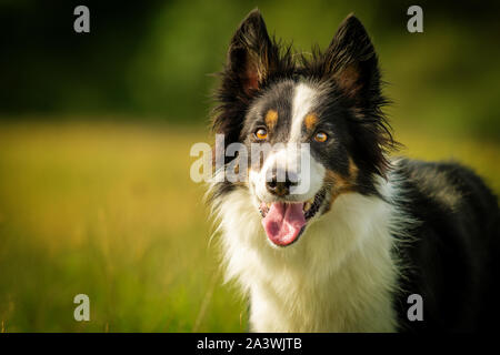 Gerne Schwarz Tri Border Collie Hund im Gras Wiese Stockfoto