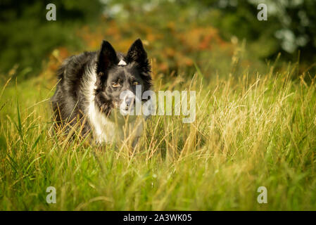 Gerne Schwarze und Weiße Border Collie Hund im Gras Wiese Stockfoto