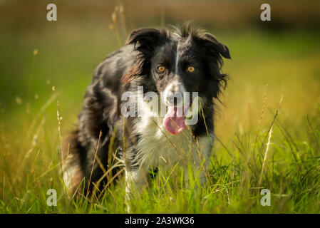 Gerne Schwarze und Weiße Border Collie Hund im Gras Wiese Stockfoto