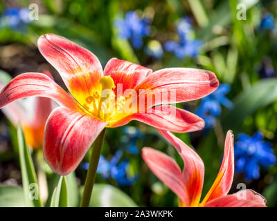 Tulpe Blume hybrid Stockfoto