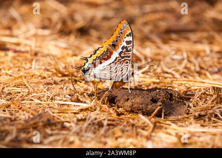 Two tailed Pasha Schmetterling Charaxes jasius auf dem Boden auf einem Patch von Mist, Salze und Nährstoffe aus dem Boden auf der Insel Korfu in Griechenland Stockfoto