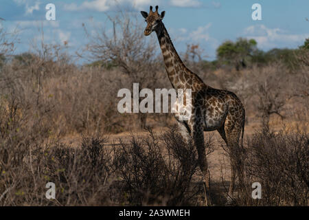 Die Masai Giraffen, auch maasai Giraffe, auch genannt Kilimanjaro giraffe geschrieben, der größten Unterart der Giraffe Stockfoto