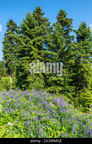 Tanne Wald im Sommer Stockfoto