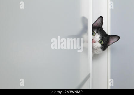 Versteckte kleine Katze an Kamera suchen Stockfoto