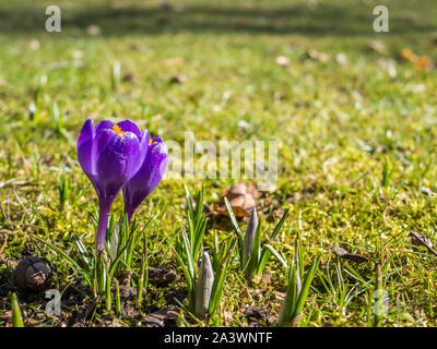 Krokusse auf einer Frühlingswiese Stockfoto