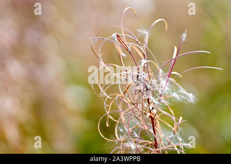 Rosebay Willowherb (epilobium, Chamerion oder Chamaenerion angustifolium), Nahaufnahme des Saatkopfes, nachdem die meisten Samen zerstreut wurden. Stockfoto