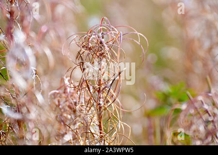 Rosebay Willowherb (epilobium, Chamerion oder Chamaenerion angustifolium), Nahaufnahme des Saatkopfes, nachdem die meisten Samen zerstreut wurden. Stockfoto