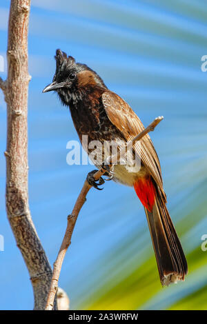 Red-vented bulbul (Pycnonotus cafer) sitzt auf einem Baum, Fidschi Stockfoto