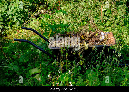 Überwucherte Zuteilung Plot, Norfolk, England Stockfoto