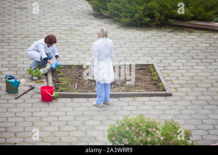 Belarus, Gomel, Juni 01, 2017 Central Street. Landschaftsbau. Frauen pflanze pflanzen in der Stadt Blumenbeet Stockfoto