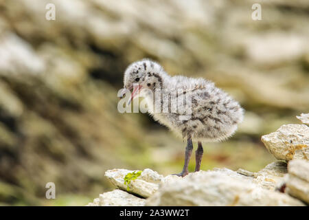 Küken von Red-billed Gull stehend auf Felsen, Kaikoura Halbinsel, Südinsel, Neuseeland. Dieser Vogel ist in Neuseeland. Stockfoto