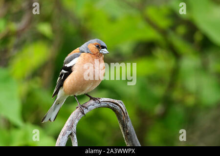 Buchfink (Fringilla coelebs) sitzt auf einem Baum, Neuseeland Stockfoto