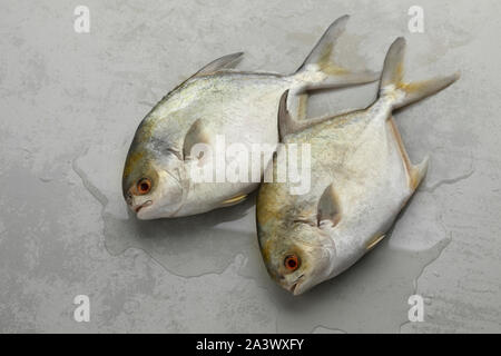 Paar frische rohe Golden butterfische Fische oder Strahlen Brassen Fisch Stockfoto