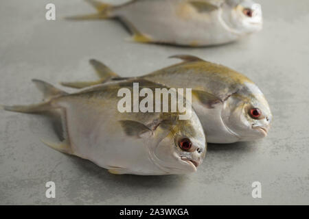 Frisch gefangenen Roh golden butterfische Fische oder Strahlen Brassen Fisch Stockfoto