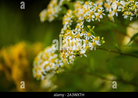 Honig Bienen auf Sonnenschirm Whitetop Wildblumen in der chequamegon National Forest. Stockfoto