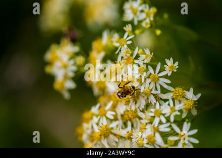 Honig Bienen auf Sonnenschirm Whitetop Wildblumen in der chequamegon National Forest. Stockfoto