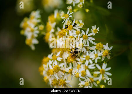 Honig Bienen auf Sonnenschirm Whitetop Wildblumen in der chequamegon National Forest. Stockfoto