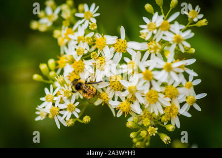 Honig Bienen auf Sonnenschirm Whitetop Wildblumen in der chequamegon National Forest. Stockfoto