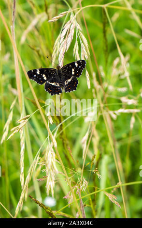 Araschnia levana Schmetterling Stockfoto