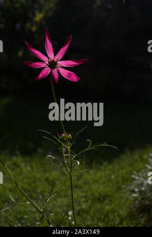 Kosmos - Blume auf Hintergrund dunkel grünes Gras Stockfoto