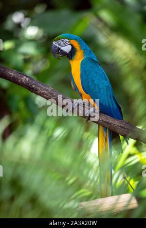 Blaue und gelbe ARA, ZOO VON GUYANA, Dijon, Französisch-guayana, überseeische Departement, SÜDAMERIKA, Frankreich Stockfoto