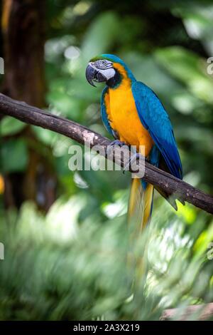 Blaue und gelbe ARA, ZOO VON GUYANA, Dijon, Französisch-guayana, überseeische Departement, SÜDAMERIKA, Frankreich Stockfoto