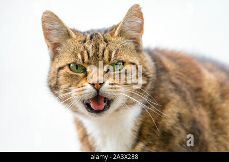 Haus Katze, Felis silvestris catus Stockfoto