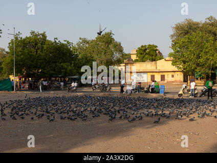 Tauben auf einem Marktplatz, Rajasthan, Jaipur, Indien Stockfoto