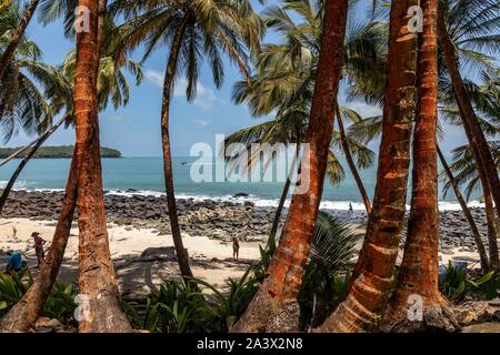 Strand UND PALMEN AUF DER ILE SAINT-JOSEPH, AUF DEM ES WAR EINMAL EINE STRAFKOLONIE, Inseln heil, Kourou, Französisch-Guayana, überseeische Departement, SÜDAMERIKA, Frankreich Stockfoto