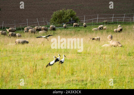 Weißstörche mit Schafen, Oberweser, Weserbergland, Nordrhein-Westfalen, Hessen, Deutschland Stockfoto