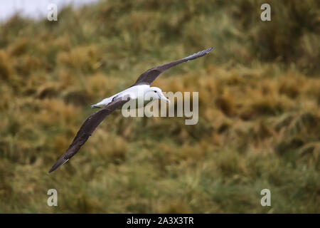 Northern Royal Albatross im Flug, taiaroa Head, Halbinsel Otago, Neuseeland. Die Albatross Kolonie auf taiaroa Head ist die einzige Kolonie auf einem Inh Stockfoto