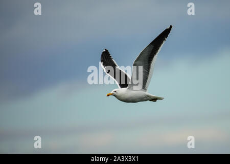 Kelp Möwe (Larus dominicanus) fliegen am Taiaroa Head, Halbinsel Otago, Neuseeland. Stockfoto