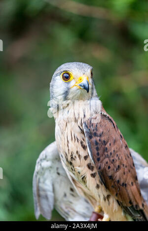 - Porträt der schönen Rötelfalkens, Lat. Falco Naumanni schließen, außerhalb posiert, verschwommenen Hintergrund in Moody Tag. Kleine Raubvogel Stockfoto