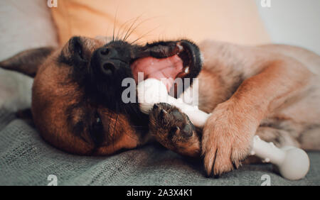 Faul Chihuahua kauen ihre Knochen. Selektive Fokussierung auf die Pfoten. Stockfoto